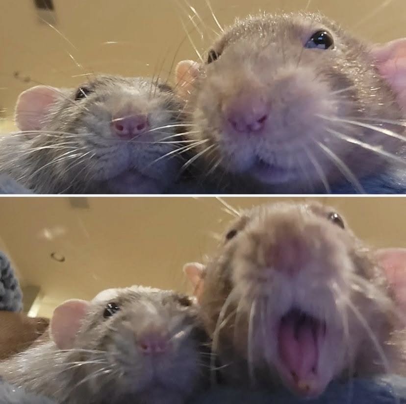 2 rats